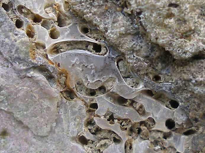 ichnofossile: biorosion de coquille fossile du jurassique Boulonnais